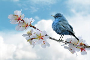 Bird and flower tree representing the Nature and Wildlife TV Narration page.